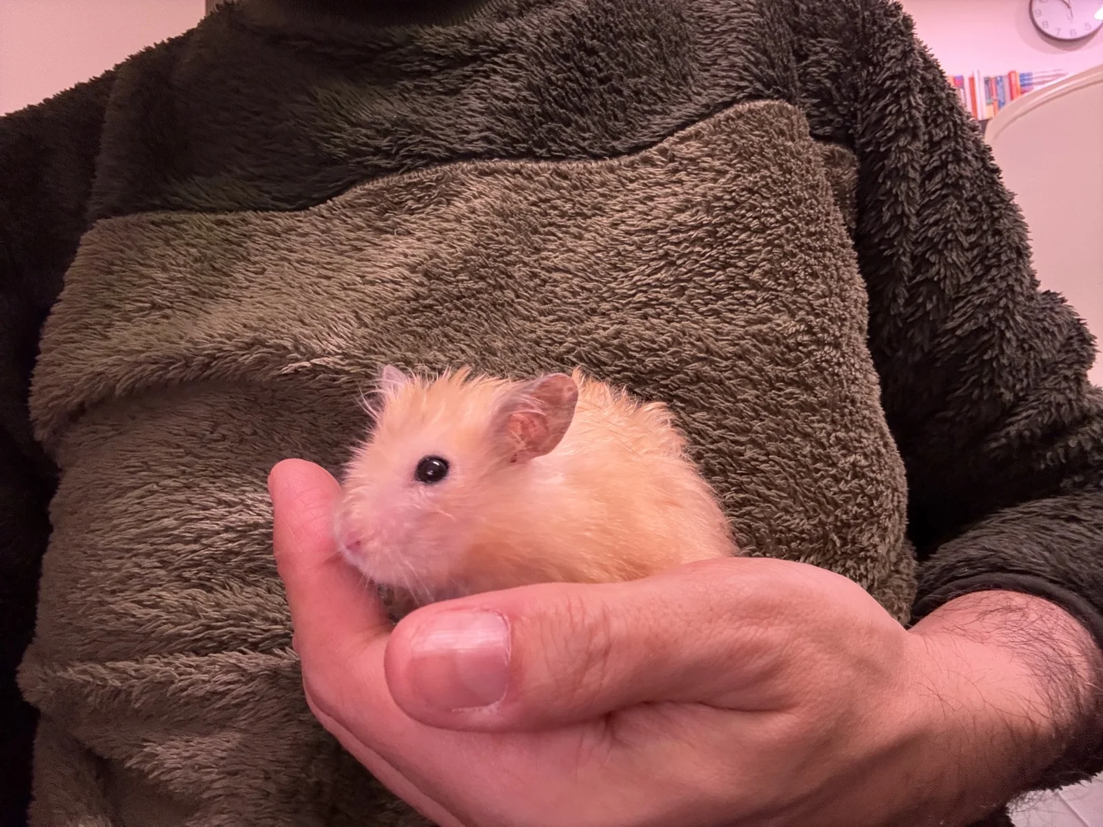 Photo of Pâté the hamster