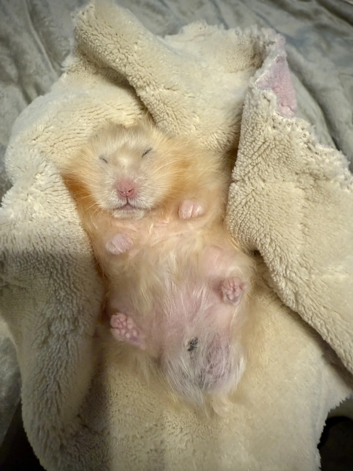 Photo of Pâté the hamster