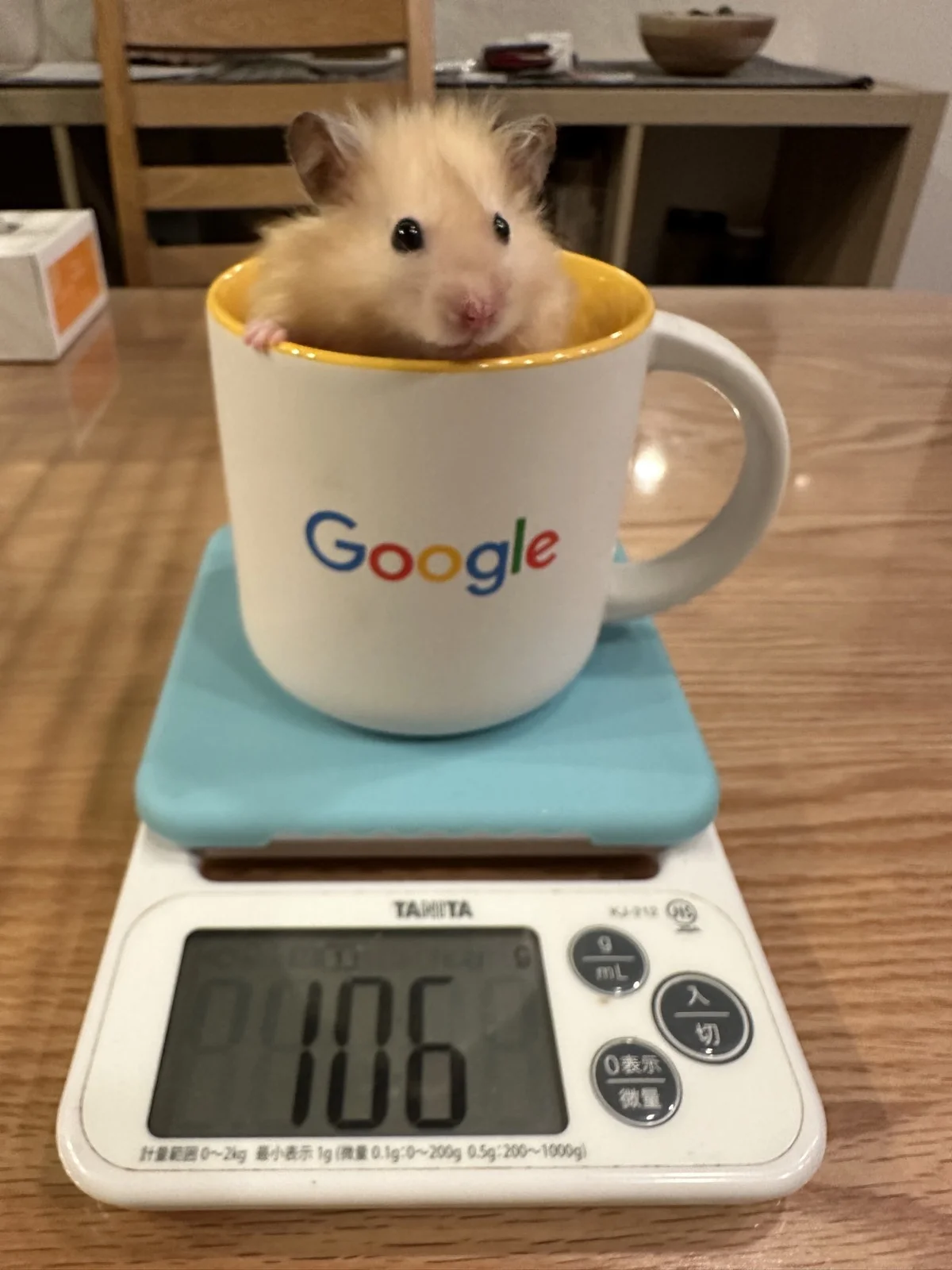 Photo of Pâté the hamster