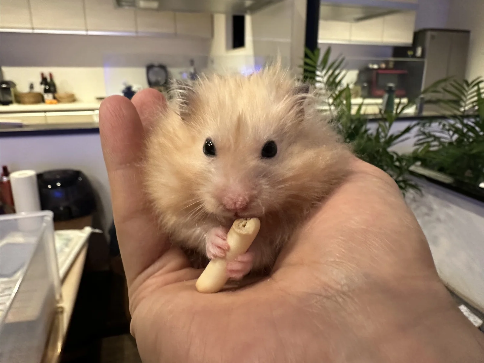 Photo of Pâté the hamster