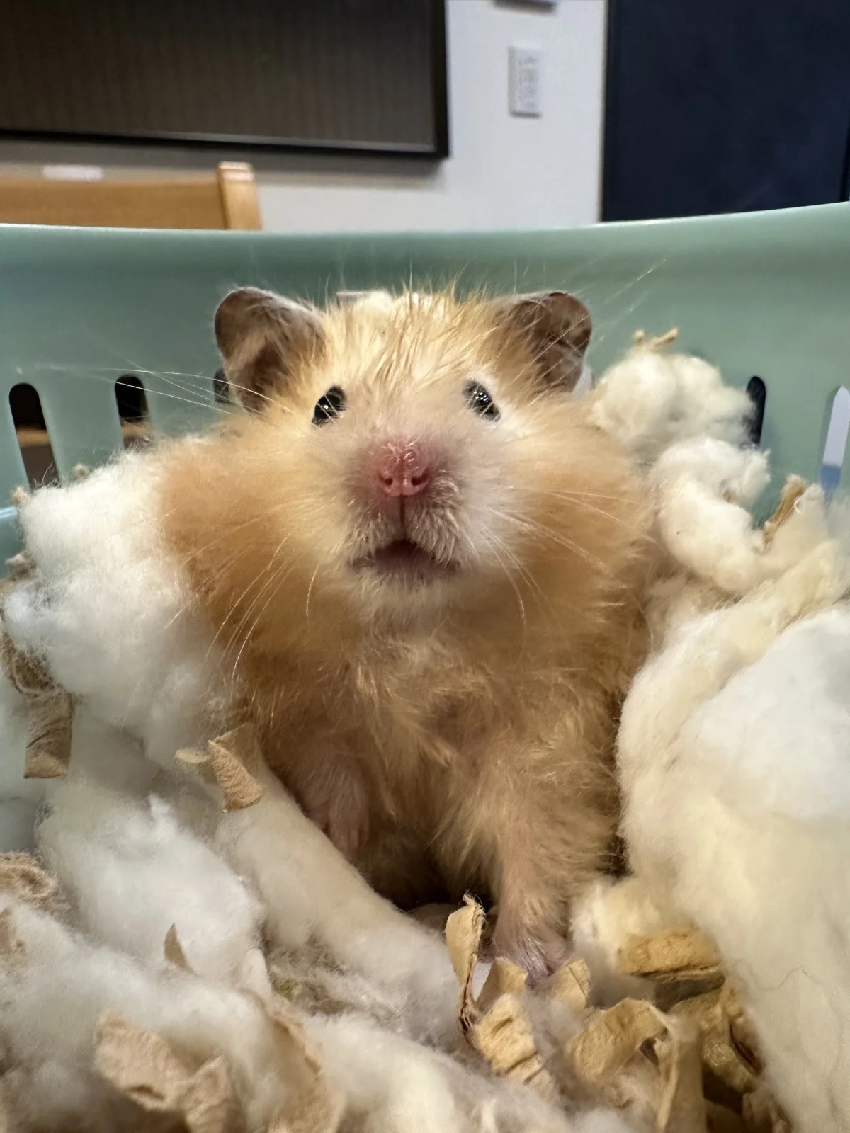 Photo of Pâté the hamster