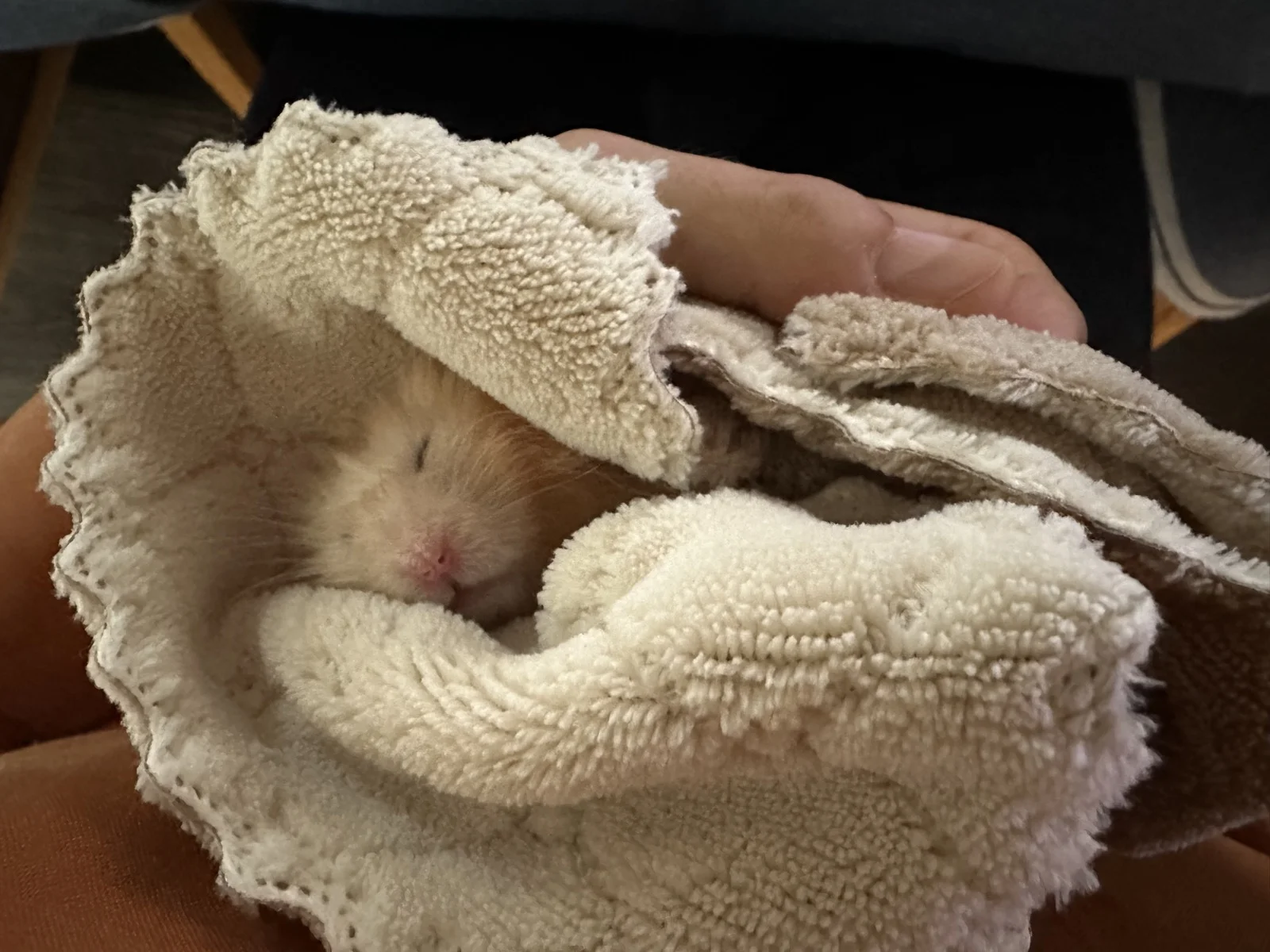 Photo of Pâté the hamster