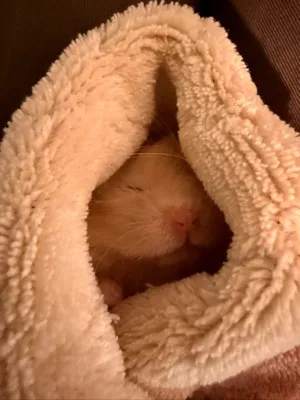 Photo of Pâté the hamster