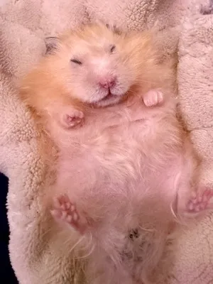 Photo of Pâté the hamster