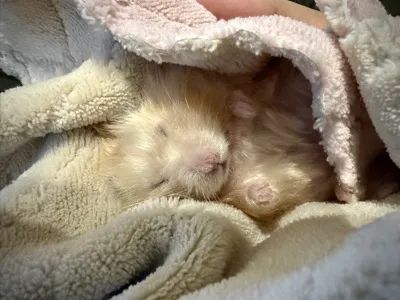 Photo of Pâté the hamster