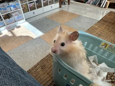 Photo of Pâté the hamster