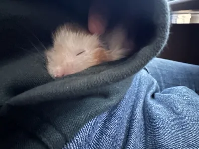 Photo of Pâté the hamster